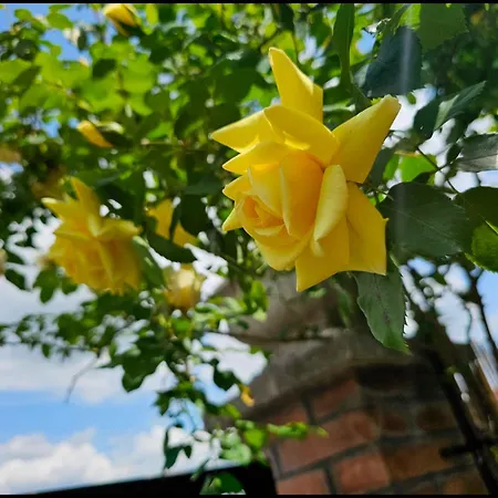 ベッド・アンド・ブレックファスト Narnia E La Rocca Di Albornoz