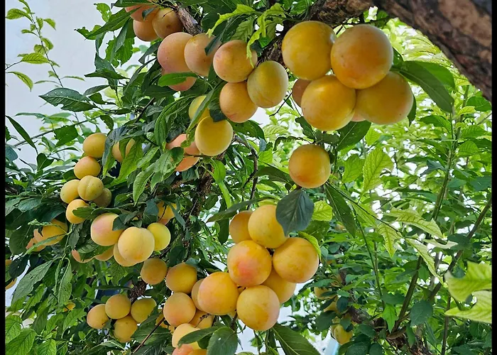 Narnia E La Rocca Di Albornoz ナルニ